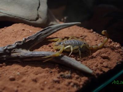 terrarium dla skorpiona 01
